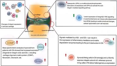 Mechanistic Insight Into the Roles of Integrins in Osteoarthritis